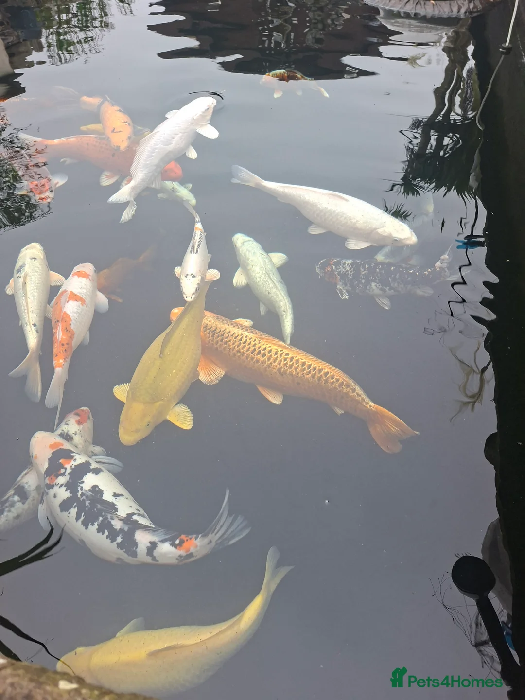 Koi Carp fish for sale: Koi carp in Bridgend - Advert 2
