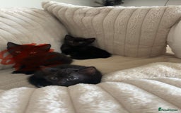 Mixed Breed cats for sale: 2 black kittens  - Image 1