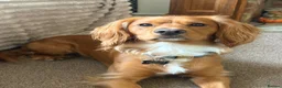 Cocker Spaniel dogs for stud: Working Cocker Spaniel for stud  - Advert 3