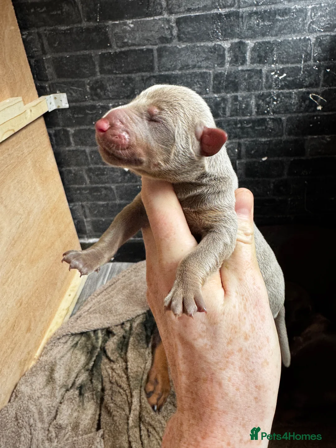 Dobermann dogs for sale: Health tested Dobermans  - Advert 15