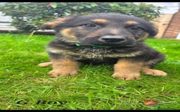 German Shepherd dogs for sale: Beautiful German shepherd puppies  - Image 19