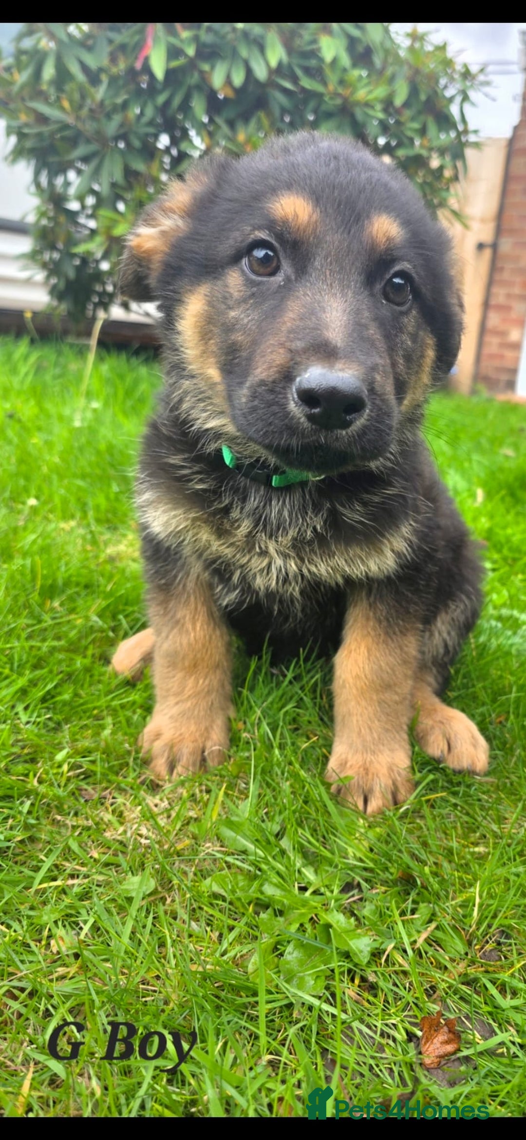 German Shepherd dogs for sale: Beautiful German shepherd puppies  - Image 19