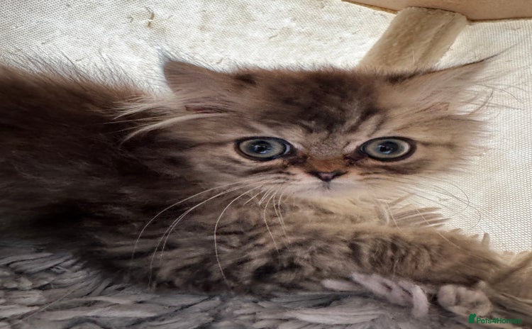 Persian cats Pedigree Persian Teddy Boy Golden Coat - Advert 11