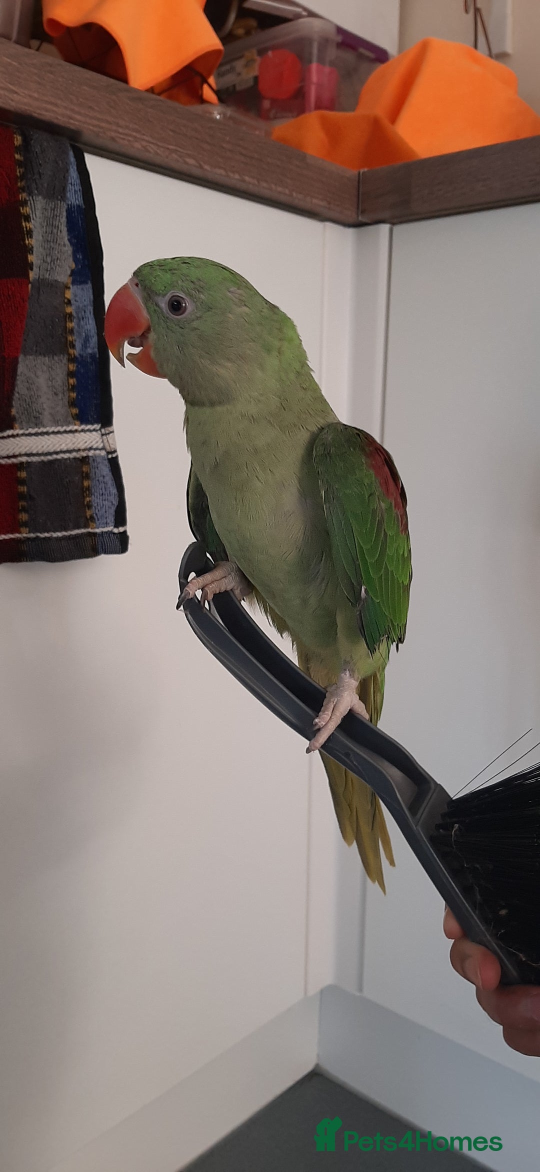 Parrots birds for sale: Alexandrine baby lovely Birds for king  - Image 3
