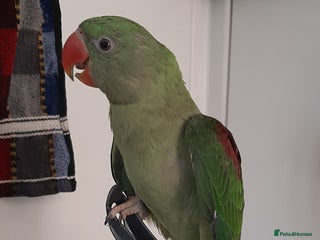 Parrots birds Alexandrine baby lovely Birds for king gifts - Advert 3