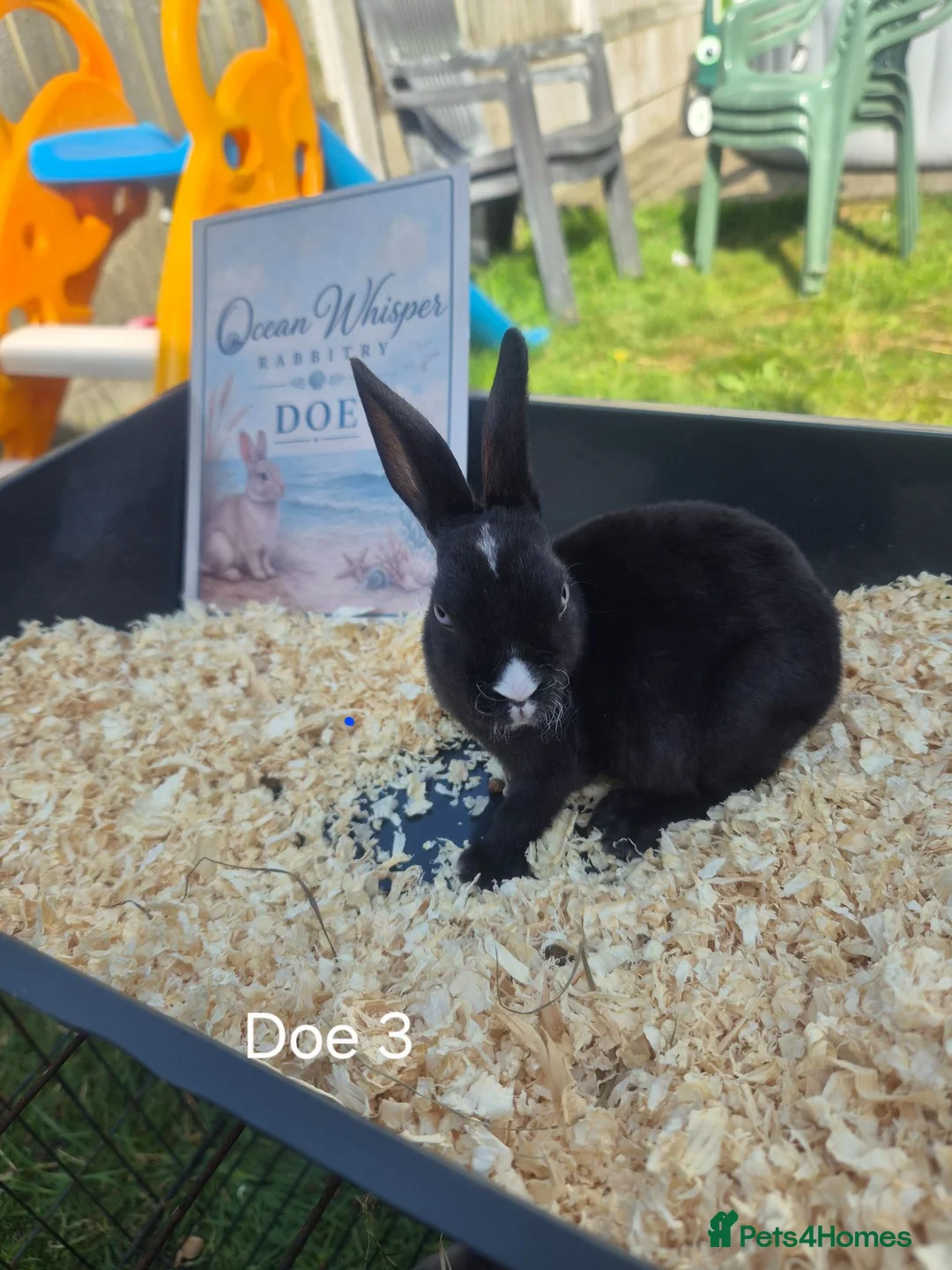 Rex rabbits for sale: Beautiful Mini Rex Baby Bunnies 2 Stunning Litters - Advert 2