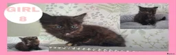 Mixed Breed cats for sale: Calico kittens for sale - Advert 2