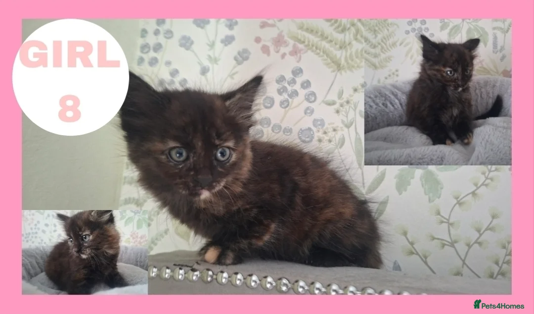 Mixed Breed cats for sale: Calico kittens for sale - Advert 2