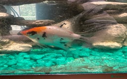 Angelfish fish for sale: Angel fish and silver dollar fish / FREE 4 GOOD 🏡 - Image 1