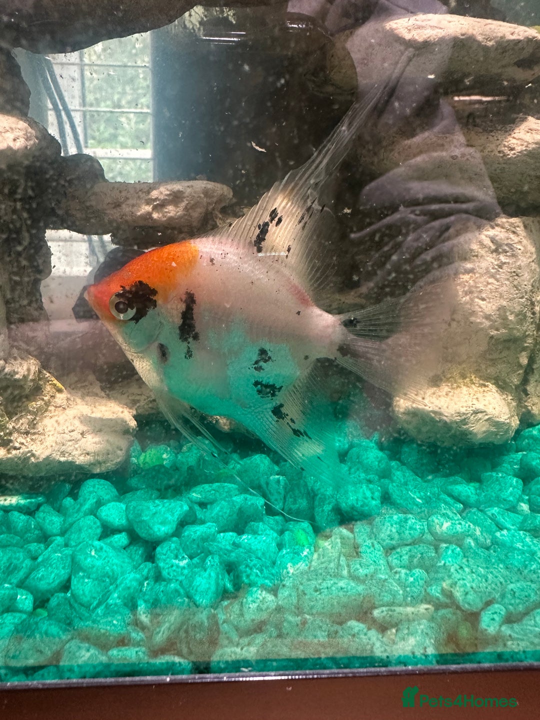 Angelfish fish for sale: Angel fish and silver dollar fish / FREE 4 GOOD 🏡 - Image 1