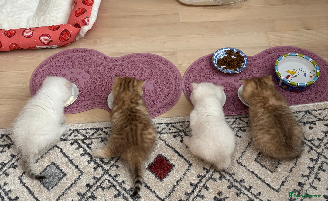 British Shorthair cats for sale: British Shorthair golden and silver - Image 5