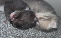Domestic Shorthair cats for sale: Kittens looking for their new home - Image 6