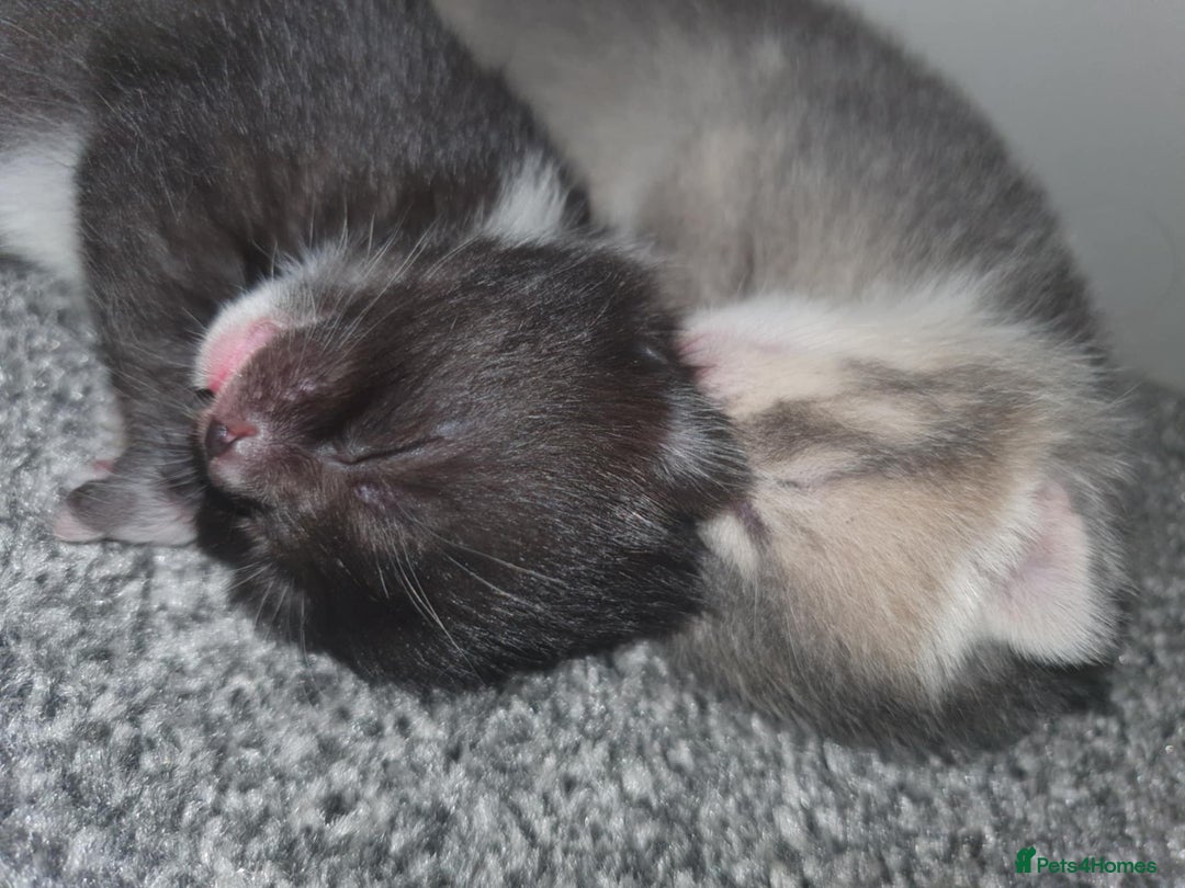 Domestic Shorthair cats for sale: Kittens looking for their new home - Image 6