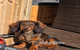 Dachshund dogs for sale: Red long-haired standard dachshund puppies - Image 31