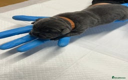 Cane Corso dogs for sale: Lupo D’Italia Kennels - Image 21