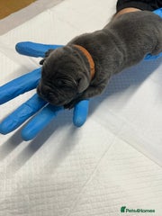 Cane Corso Puppy 7 - Atlas - Male