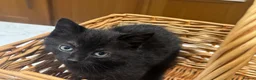 Mixed Breed cats for sale: Black kitten for sale  - Advert 4