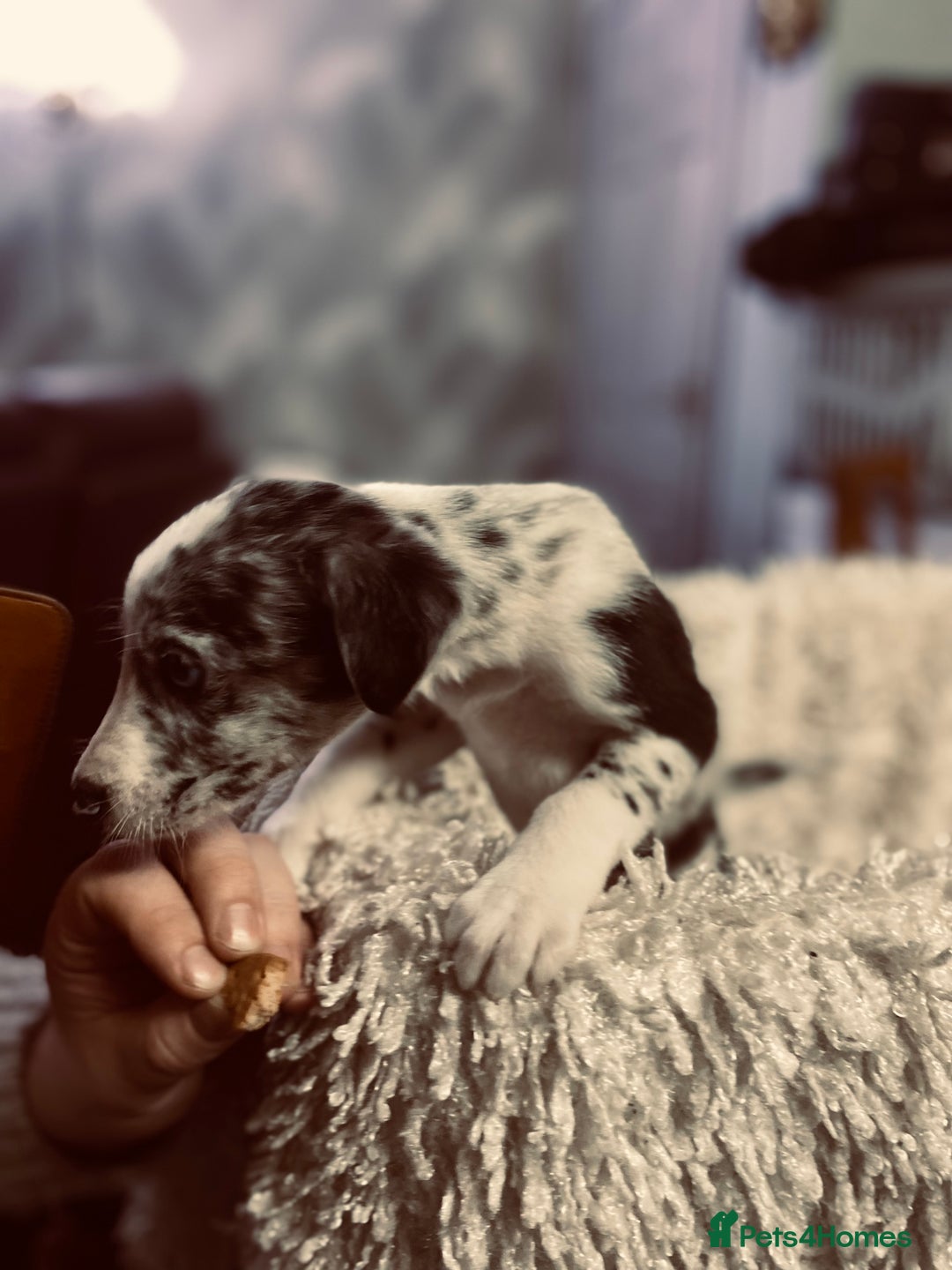 Mixed Breed dogs for sale: Collie lurcher greyhound mix - Advert 11