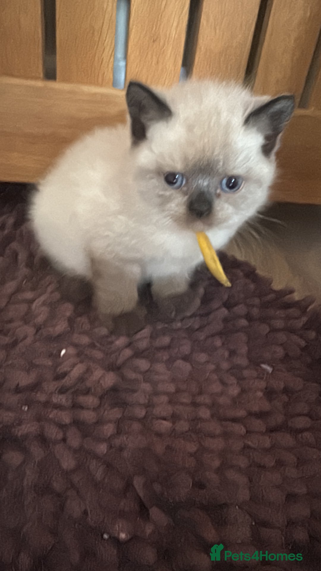 British Shorthair cats for sale:  British shorthair colourpoint pedigree kittens  - Image 20