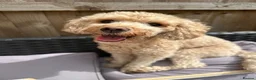 Cavapoochon dogs for sale: Cavapoochon female 3 years old  in Warrington - Advert 2