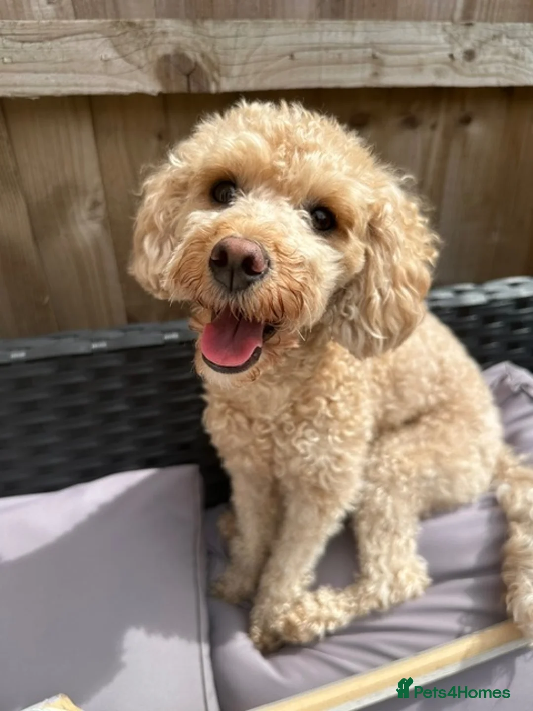 Cavapoochon dogs for sale: Cavapoochon female 3 years old  in Warrington - Advert 2