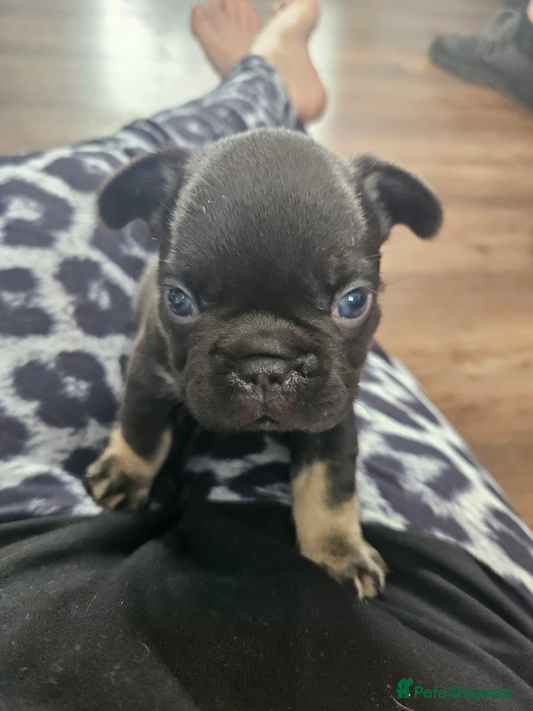 French Bulldog dogs for sale: Last female french bulldog puppy  - Image 6
