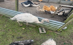 Emus poultry for sale: Sparkles the emu and baby rhea for sale - Image 6