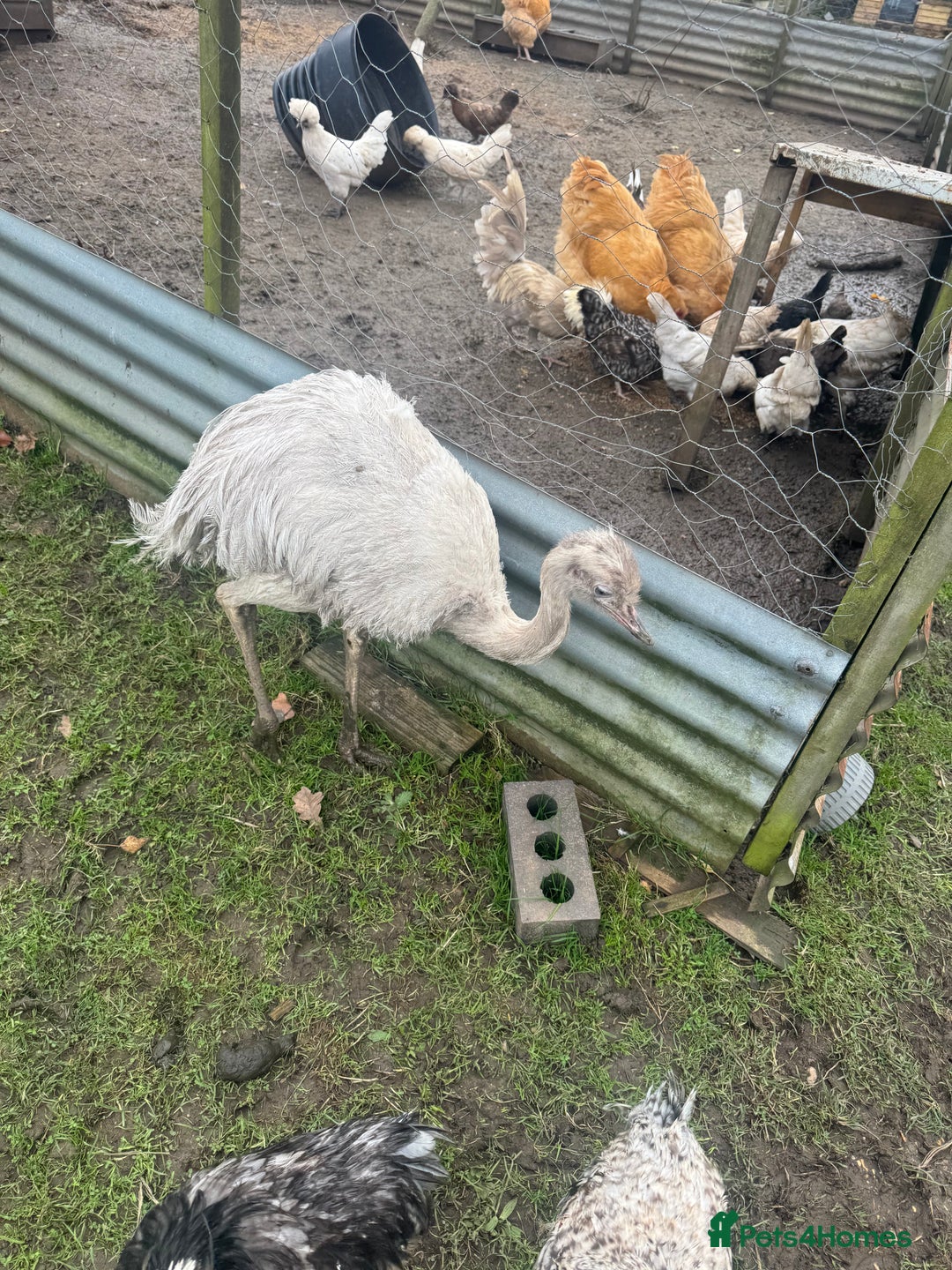 Emus poultry for sale: Sparkles the emu and baby rhea for sale - Image 6