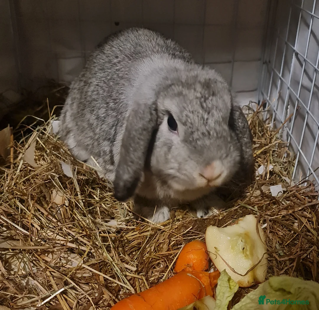 Mini Lop rabbits for sale: Very friendly female mini lop for sale - Advert 6