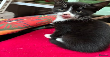 Domestic Shorthair cats - Advert 4