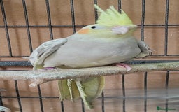 Cockatiels birds for sale: Beautiful Aviary bred baby Cockatiels  - Image 8