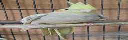 Cockatiels birds for sale: Beautiful Aviary bred baby Cockatiels  - Advert 8