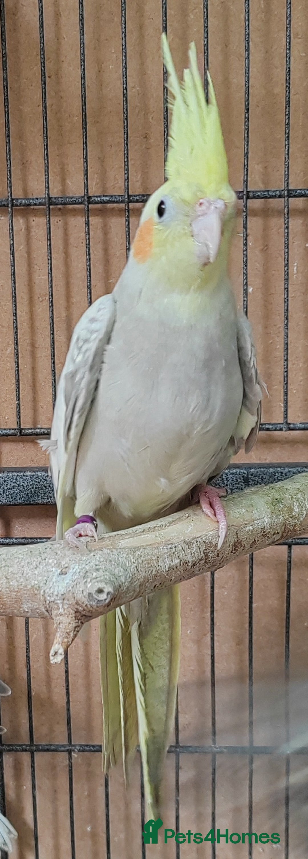 Cockatiels birds for sale: Beautiful Aviary bred baby Cockatiels  - Image 8