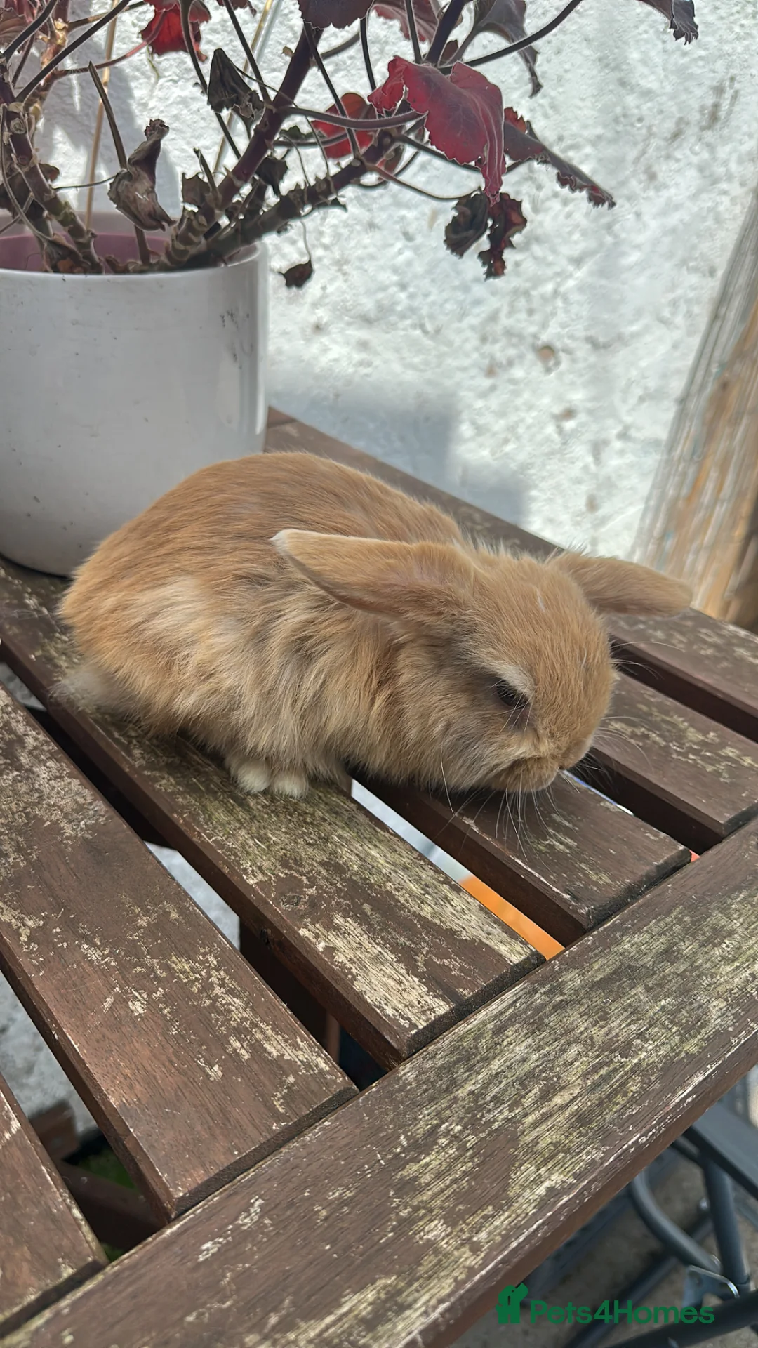 Mini Lop rabbits for sale: Beautiful mini lop boy available now  - Advert 5