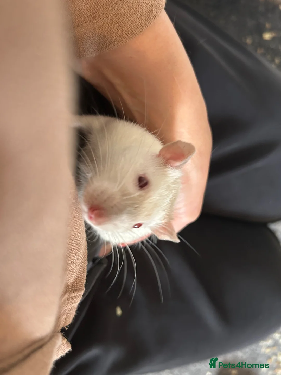 Rat rodents for sale: 4x rats and cage looking for rehoming read ad - Advert 2
