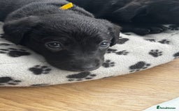 Labrador Retriever dogs for sale: ONLY 2 FEMALES LEFT ready to go  - Image 2