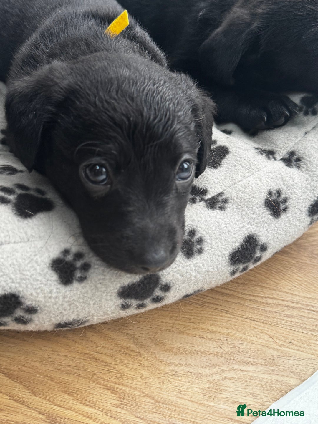 Labrador Retriever dogs for sale: ONLY 2 FEMALES LEFT ready to go  - Image 2