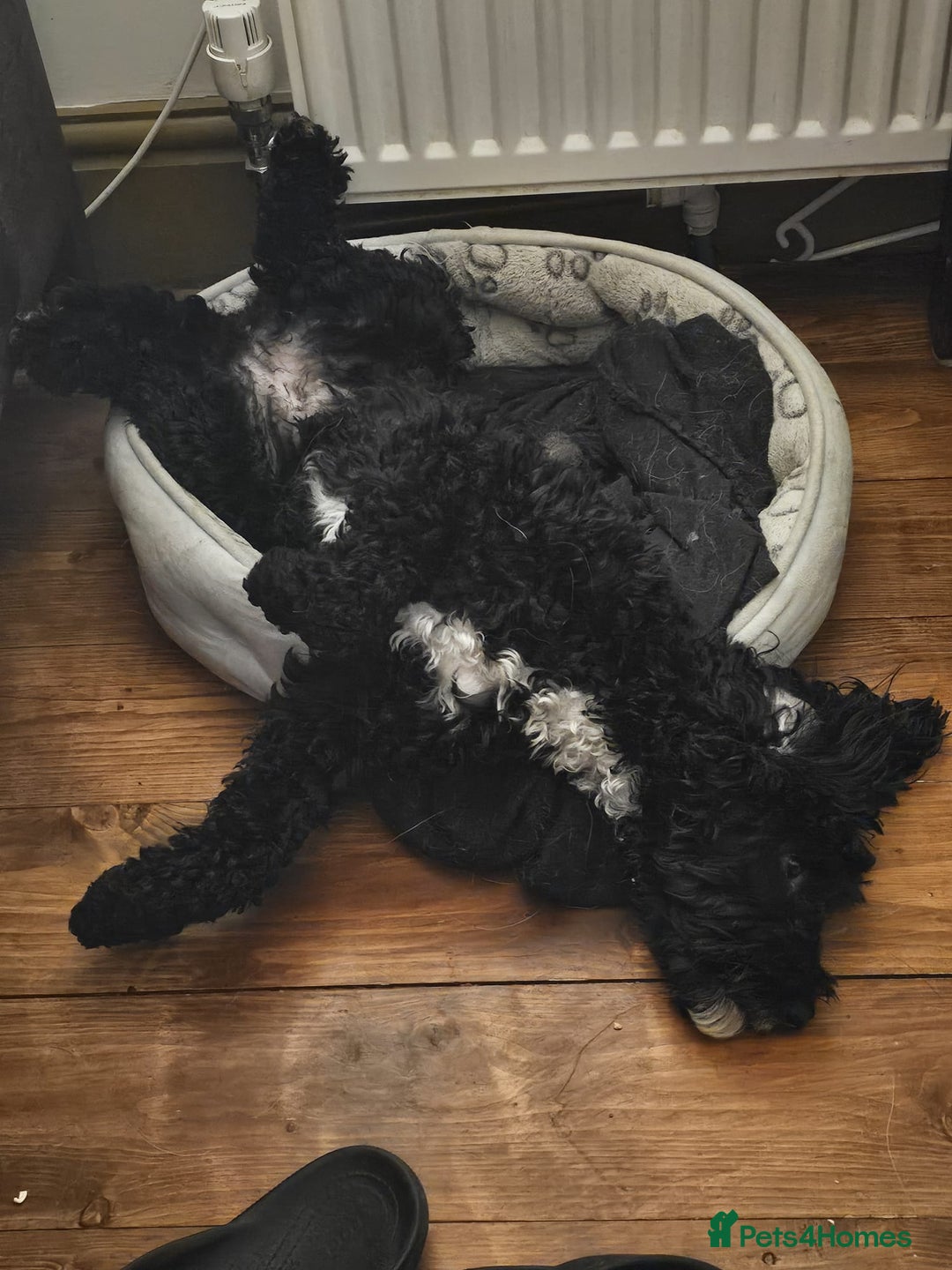 Cockapoo dogs for sale: Cockerpoo Puppies for sale - F1B - Advert 3