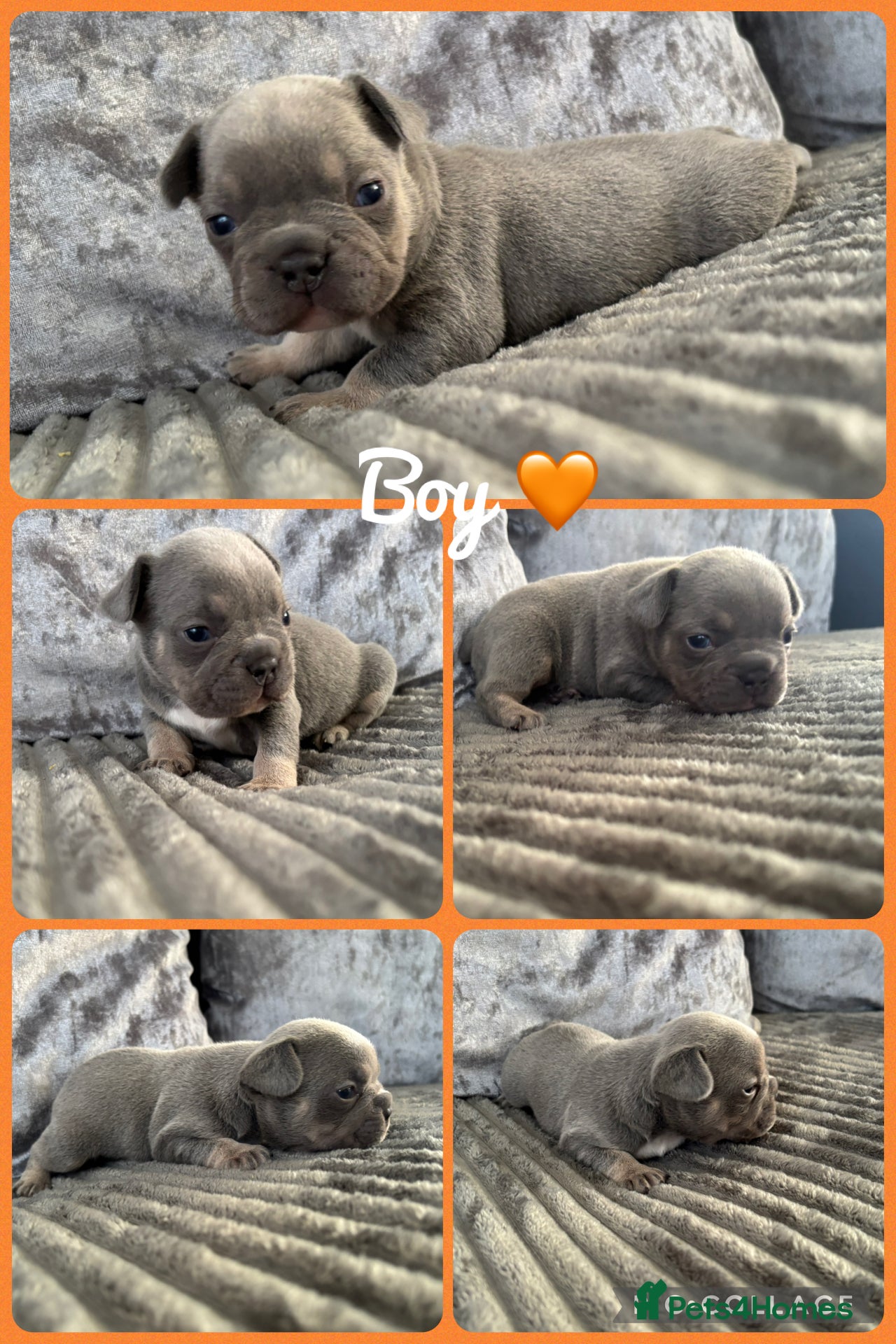 French Bulldog dogs Stunning French bulldogs 🐶 - Advert 2