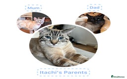Siamese cats for sale: Siamese Lynx Kittens – 3 Boys & 3 Girls - Image 12