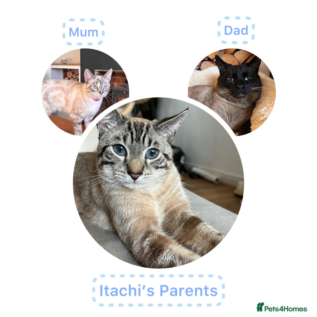 Siamese cats for sale: Siamese Lynx Kittens – 3 Boys & 3 Girls - Image 12