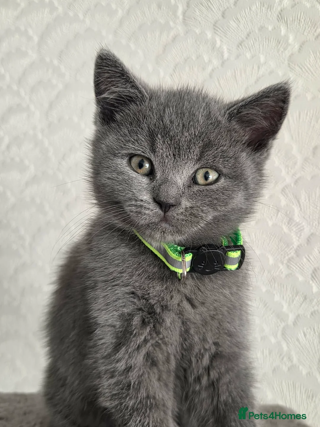 Mixed Breed cats for sale: British Shorthair cross Scottish  - Advert 2