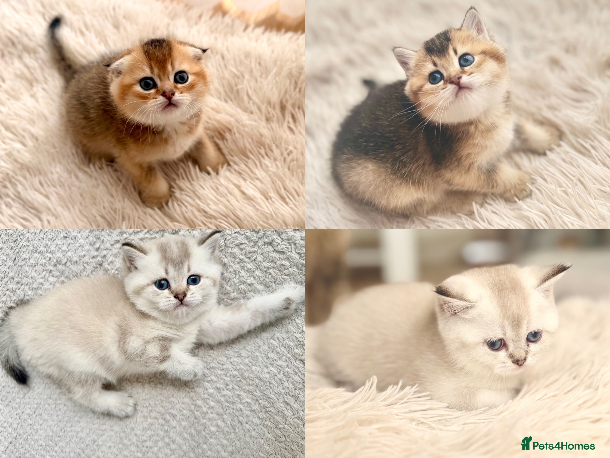 Scottish Fold cats Gorgeous Scottish Fold x British Shorthair Kittens - Advert 1