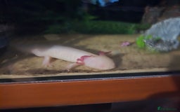 Other/Mixed Breed fish for sale: Axolotols for sale  - Image 1
