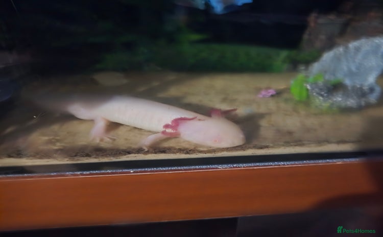 Other/Mixed Breed fish - Advert 1