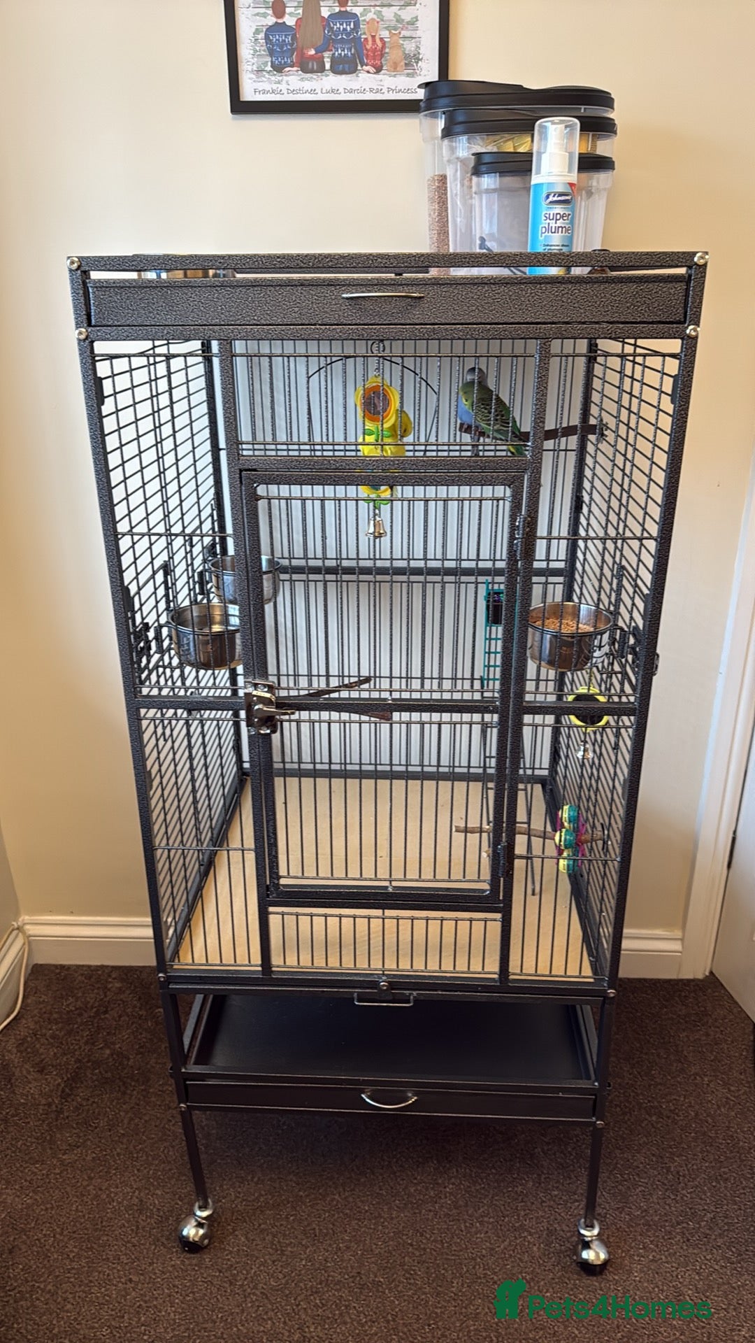 Budgerigars birds for sale: 3 male budgies and cage set up  - Advert 8