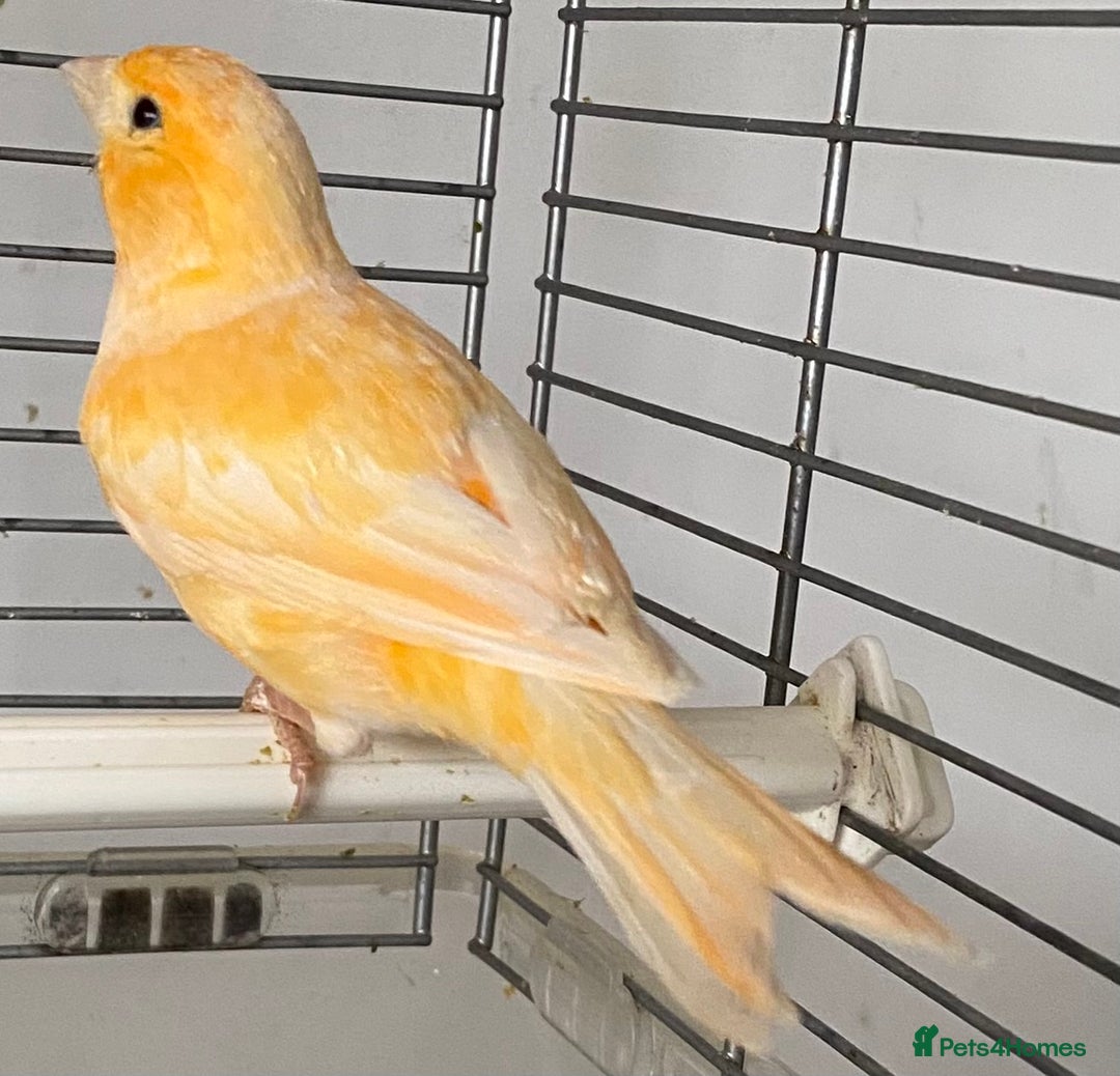 Canaries birds for sale: Female  - Advert 3