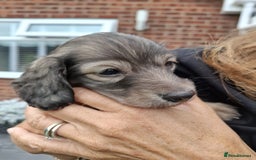 Miniature Dachshund dogs for sale: Mini L/H Dachshund boys - Image 11