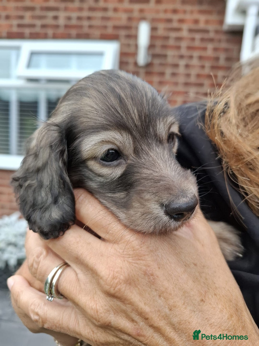 Miniature Dachshund dogs for sale: Mini L/H Dachshund boys - Image 11