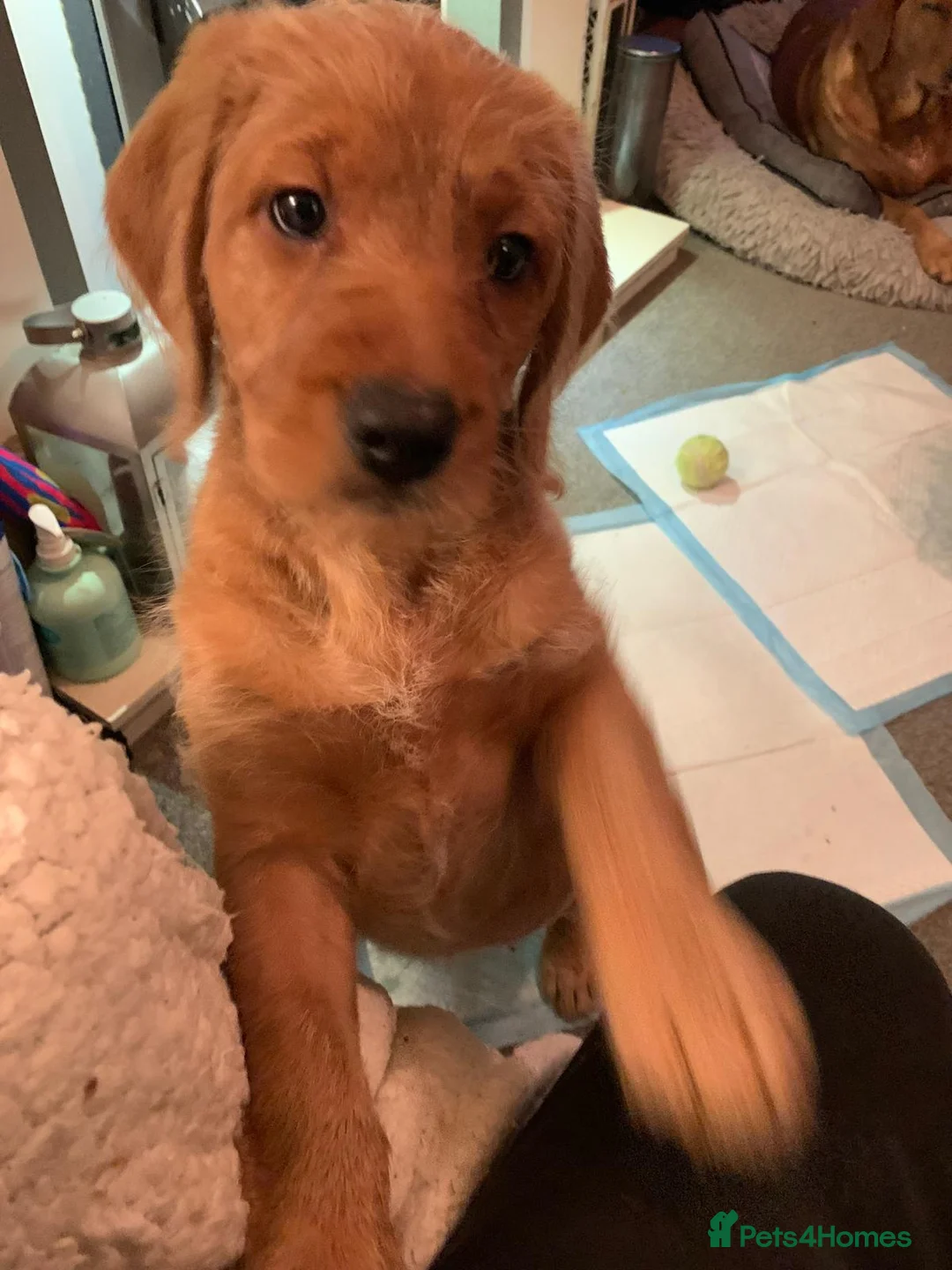 Labradoodle dogs for sale: Family Labradodles looking for a Family home 🏡  - Advert 6